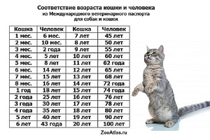 А знаете, сколько вашей кошке на человеческие? | Новини на сайті  slavutych.info