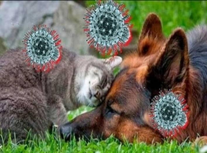 Владельцы котов и собак бессимптомно переносят коронавирус COVID-19. Ш0кирующее открытие