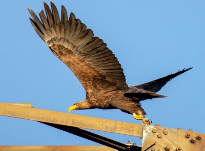 На території Чорнобильського заповідника триває моніторинг орлана-білохвоста