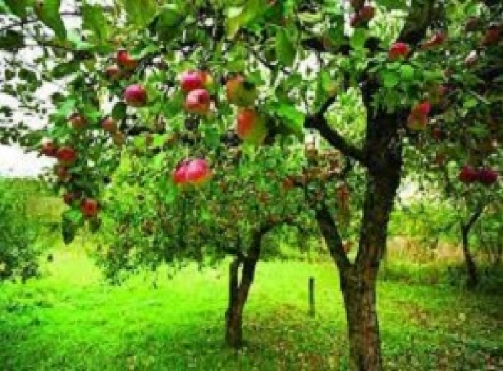 Навіщо вбивають цвях у яблуні фото