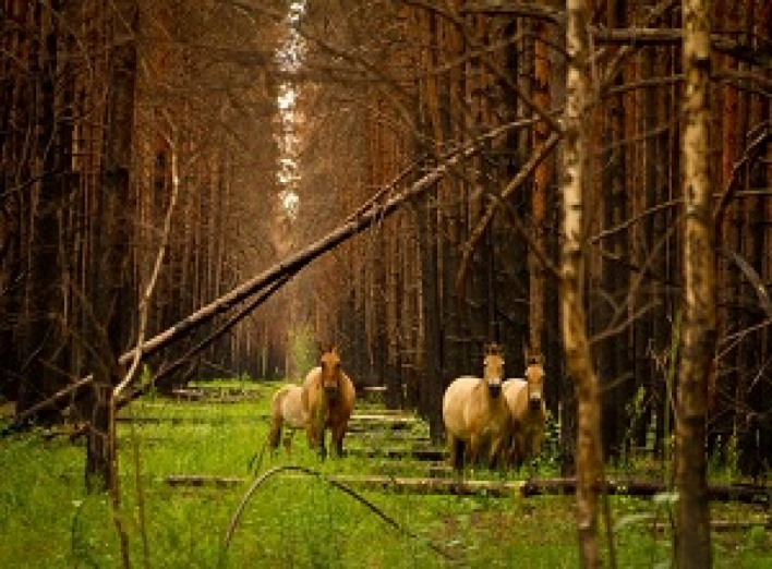 Ефективність лісогосподарської діяльності у Чорнобильський зоні підвищилася фото