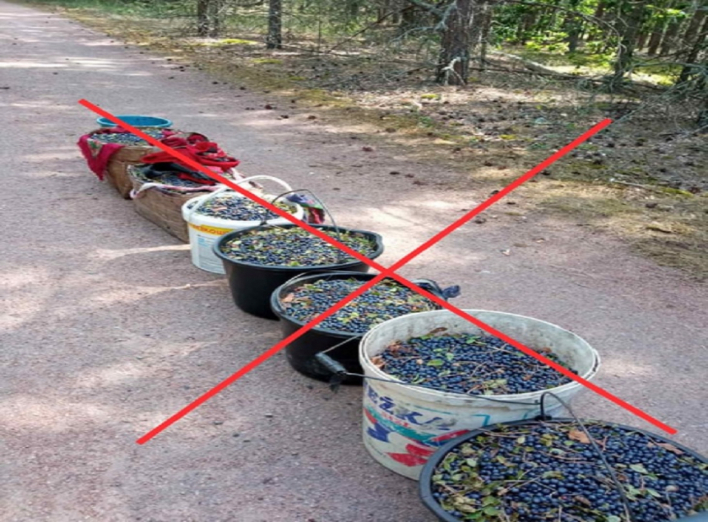 Заборонено збирати в зоні відчуження гриби та ягоди фото