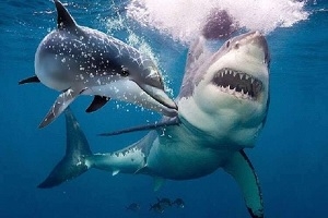 А ви знали, що акули бояться дельфинів?