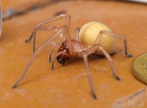Обережно, новий вид отруйних павуків фото