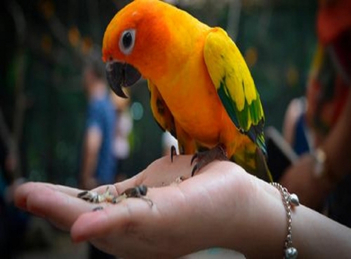 Як папуги впливають та чому їх треба тримати