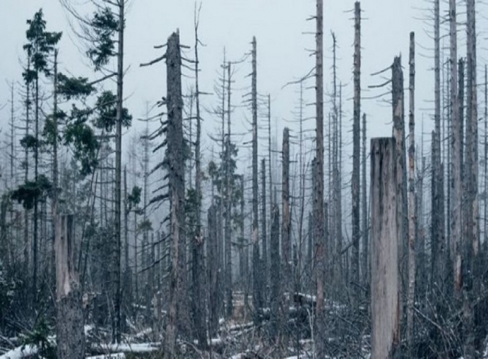 Мертвые деревья влияют на цикл планеты Земля фото