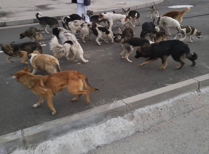 Наслідки окупації для чорнобильських собак