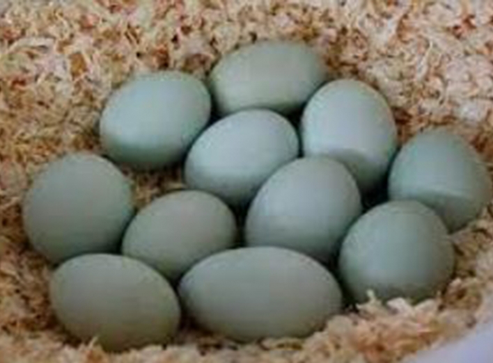 На Чернігівщині фермер розводить курей, які несуть зелені яйця фото