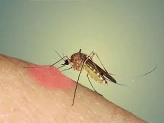 Ефективний засіб проти комарів для військових фото