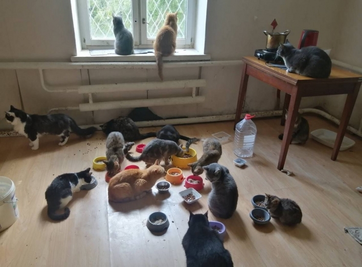 26 тварин вивезла волонтерка з Бахмуту на Київщину фото