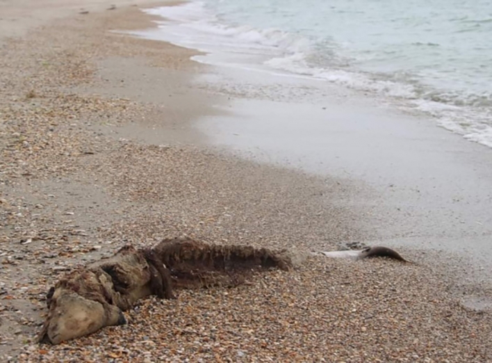 Через російську агресію у Чорному морі загинуло кілька тисяч дельфінів - біолог фото