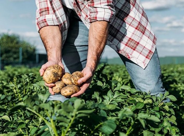 Прогнози експертів: чи здорожчає цього року картопля на Чернігівщині 
