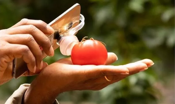 Простий пристрій, який може вимірювати стиглість або псування фруктів та овочів фото