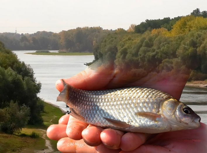 У Десні виявили заражену рибу фото