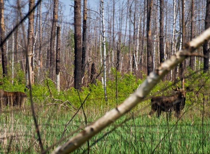 Приватне товариство незаконно господарює на землях Чорнобильського заповідника, забруднених радіацією  фото