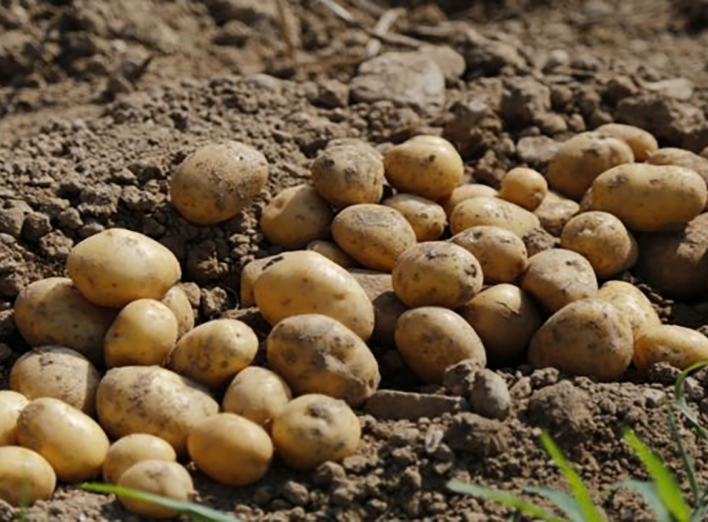 Експерти розповіли, якою буде ціна на картоплю  фото