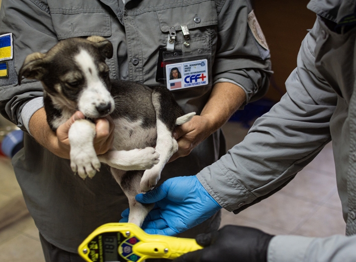 Кампанію зі стерилізації і вакцинації собак на ЧАЕС завершено