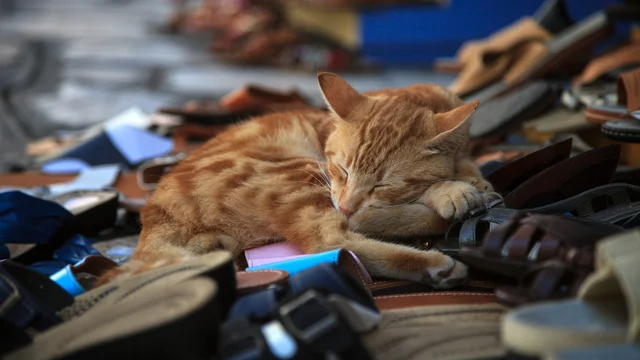 5 способів, як вивести запах котячої сечі на взутті: фото
