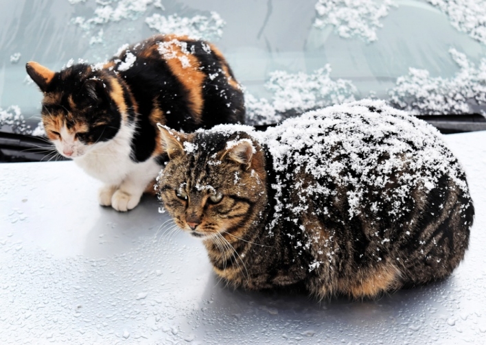 Коти помирають від холоду й голоду за 6 годин. Яку допомогу можна надати тваринам взимку? фото