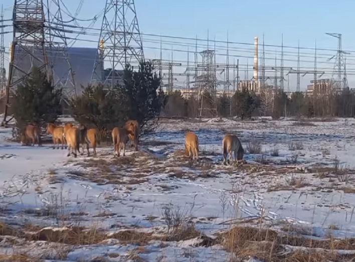 Прогулянка в Рудому лісі: поруч із Чорнобильською АЕС помітили табун коней Пржевальського (відео) фото