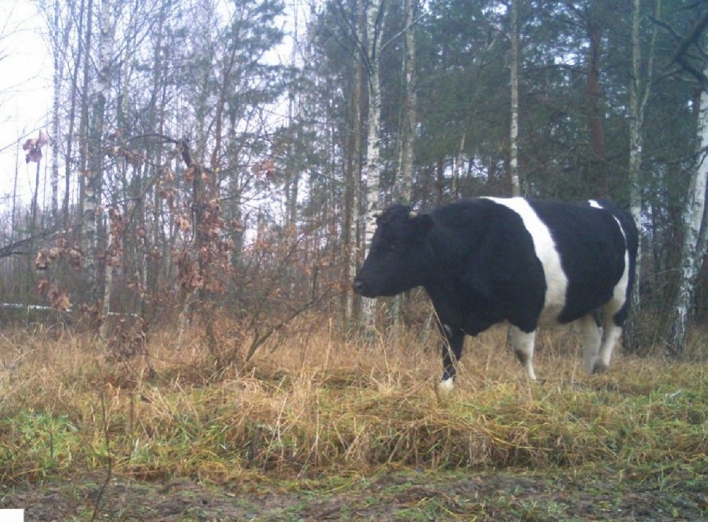 Як у Чорнобильській зоні живе стадо здичавілих корів після навали російських окупантів (фото) фото