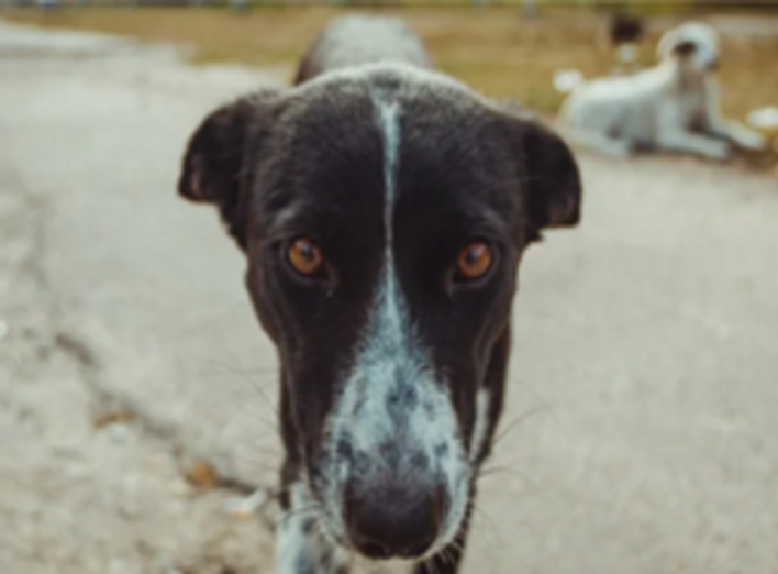 Собаки, що живуть у зоні Чорнобильської АЕС, генетично відрізняються - результати досліджень (оновлено)