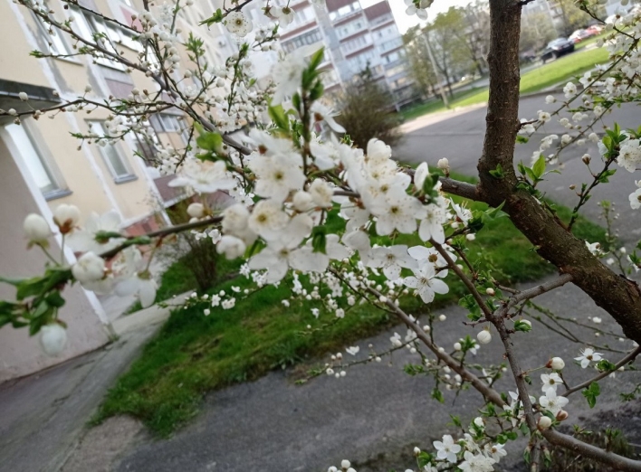 Весна іде – красу несе (фоторепортаж) фото