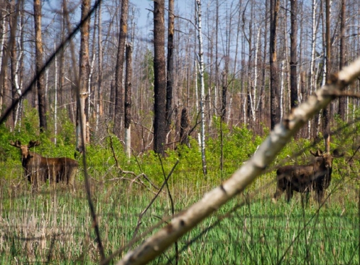 У Києві відкриють виставку фотографій дикої природи в Чорнобилі фото