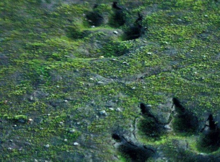 У Чорнобильській зоні мешкають хижаки, у яких статус визначається за положенням хвоста (фото) фото