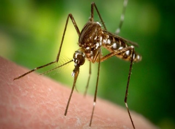 Ні один комар не залетить в будинок за все літо: спосіб боротьби з комахами