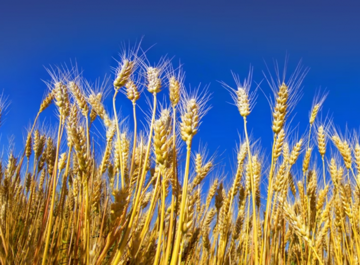 Ціни на пшеницю в світі зросли на 6,5% за ніч! фото