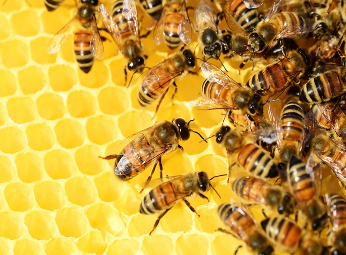 Медогонка и улей: важные элементы для пчеловода