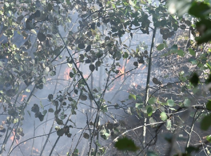 Лісова пожежа поблизу Добринінського кварталу (фоторепортаж) фото