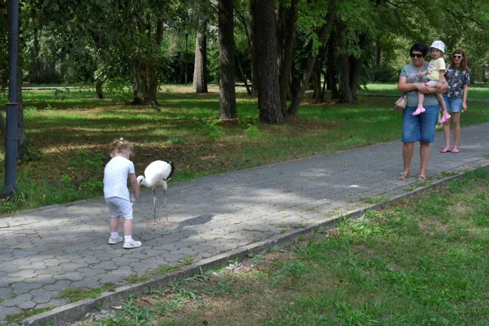 Лелека в Славутичі: як містяни рятували незвичайного гостя у міському парку фото №3