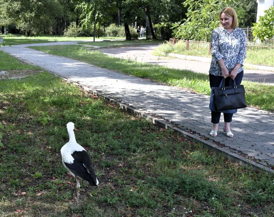 Лелека в Славутичі: як містяни рятували незвичайного гостя у міському парку фото №10