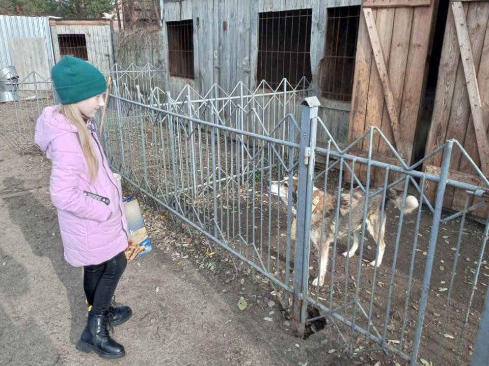Любецькі ліцеїсти допомагають безпритульним тваринам Славутича (фото) фото №6
