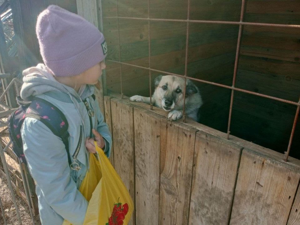 Любецькі ліцеїсти допомагають безпритульним тваринам Славутича (фото) фото №8