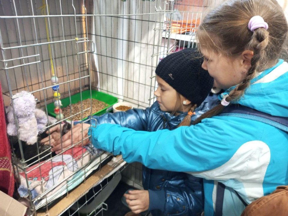 Любецькі ліцеїсти допомагають безпритульним тваринам Славутича (фото) фото №5