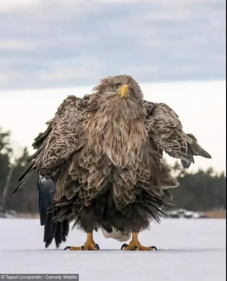 Названо фіналістів Nikon Comedy Wildlife Award 2024: смішні й захопливі моменти дикої природи фото №1