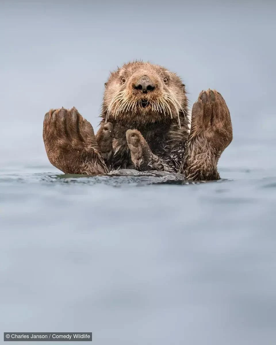 Названо фіналістів Nikon Comedy Wildlife Award 2024: смішні й захопливі моменти дикої природи фото №2