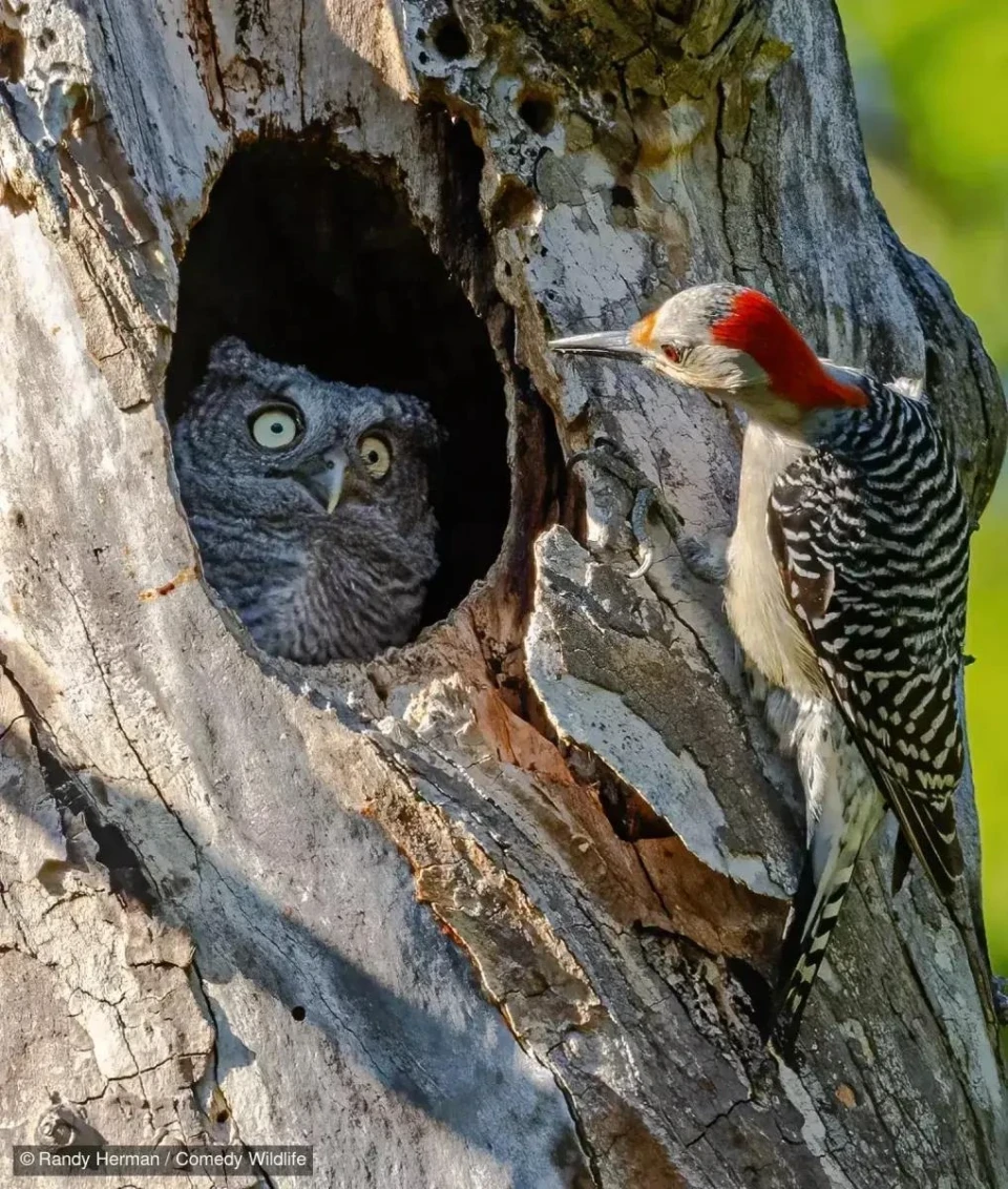 Названо фіналістів Nikon Comedy Wildlife Award 2024: смішні й захопливі моменти дикої природи фото №6