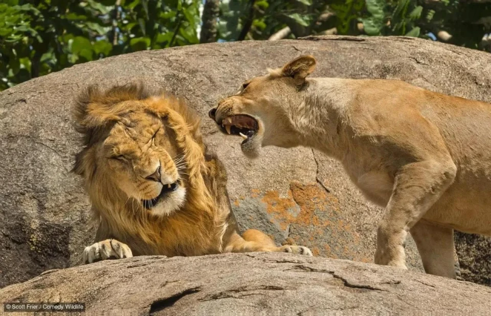 Названо фіналістів Nikon Comedy Wildlife Award 2024: смішні й захопливі моменти дикої природи фото №8