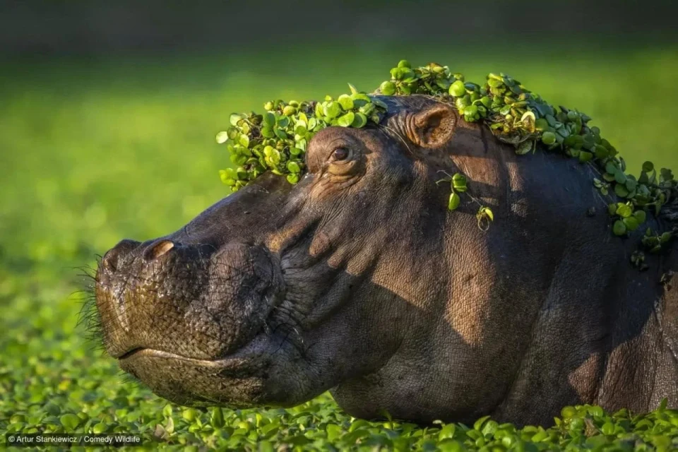 Названо фіналістів Nikon Comedy Wildlife Award 2024: смішні й захопливі моменти дикої природи фото №9