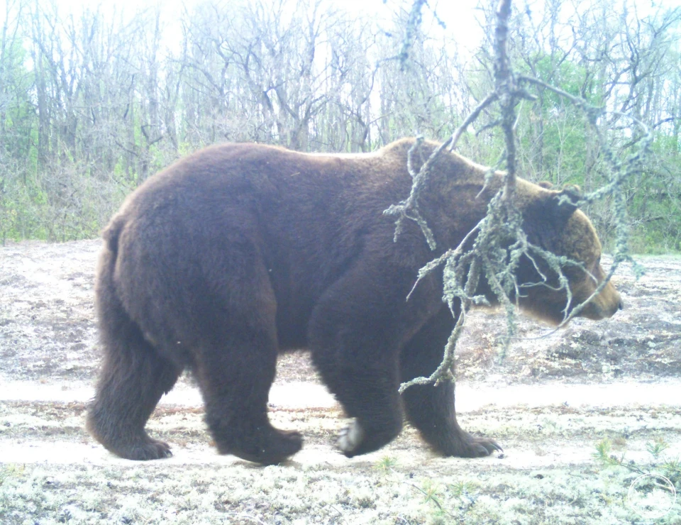 Світлини, що вражають: Бурі ведмеді Чорнобиля фото №2