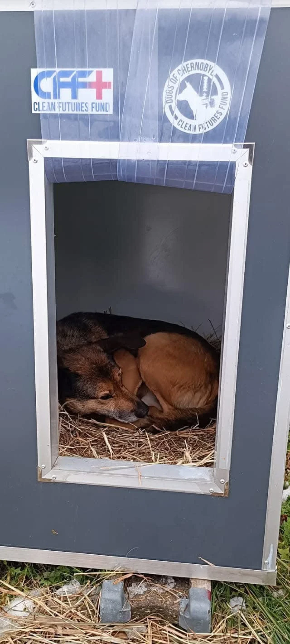 Вижити в зоні відчуження: як собаки Чорнобиля підкорили серця американців, пережили окупацію ЧАЕС і стали героями коміксів фото №1