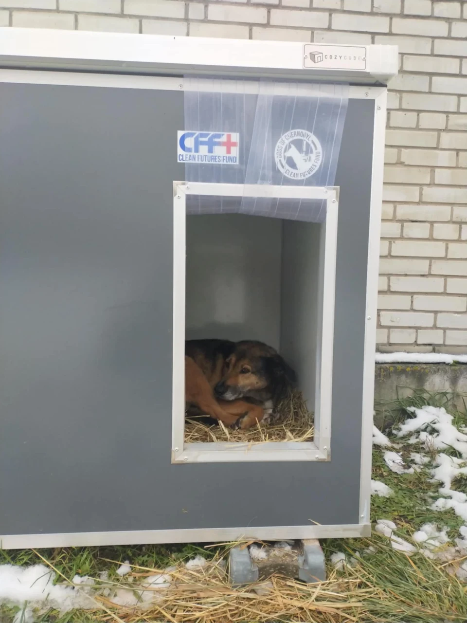 Вижити в зоні відчуження: як собаки Чорнобиля підкорили серця американців, пережили окупацію ЧАЕС і стали героями коміксів фото №2