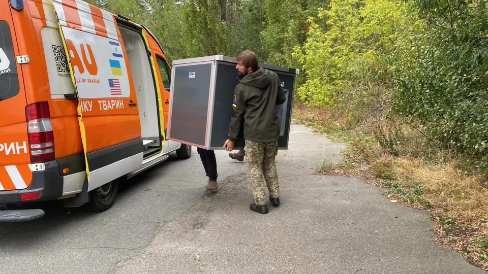 Вижити в зоні відчуження: як собаки Чорнобиля підкорили серця американців, пережили окупацію ЧАЕС і стали героями коміксів фото №6