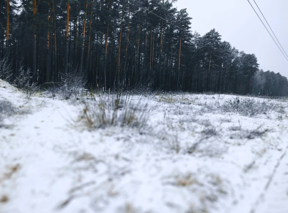 Зловити зиму за хвіст: фоторепортаж із засніженого лісу Славутича фото №1