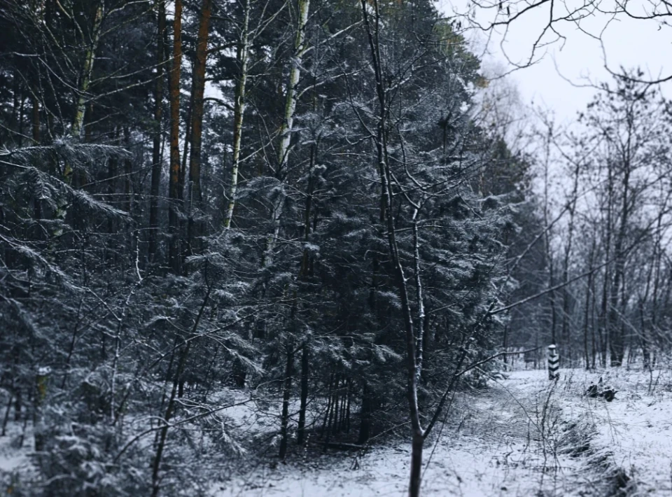 Зловити зиму за хвіст: фоторепортаж із засніженого лісу Славутича фото №2