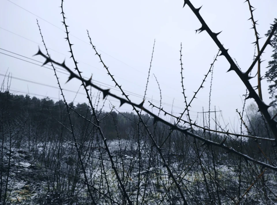 Зловити зиму за хвіст: фоторепортаж із засніженого лісу Славутича фото №5